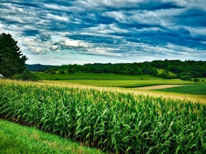 Corn Falling on Friday