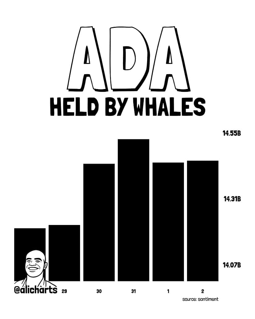 Whales Accumulate 240 Million ADA