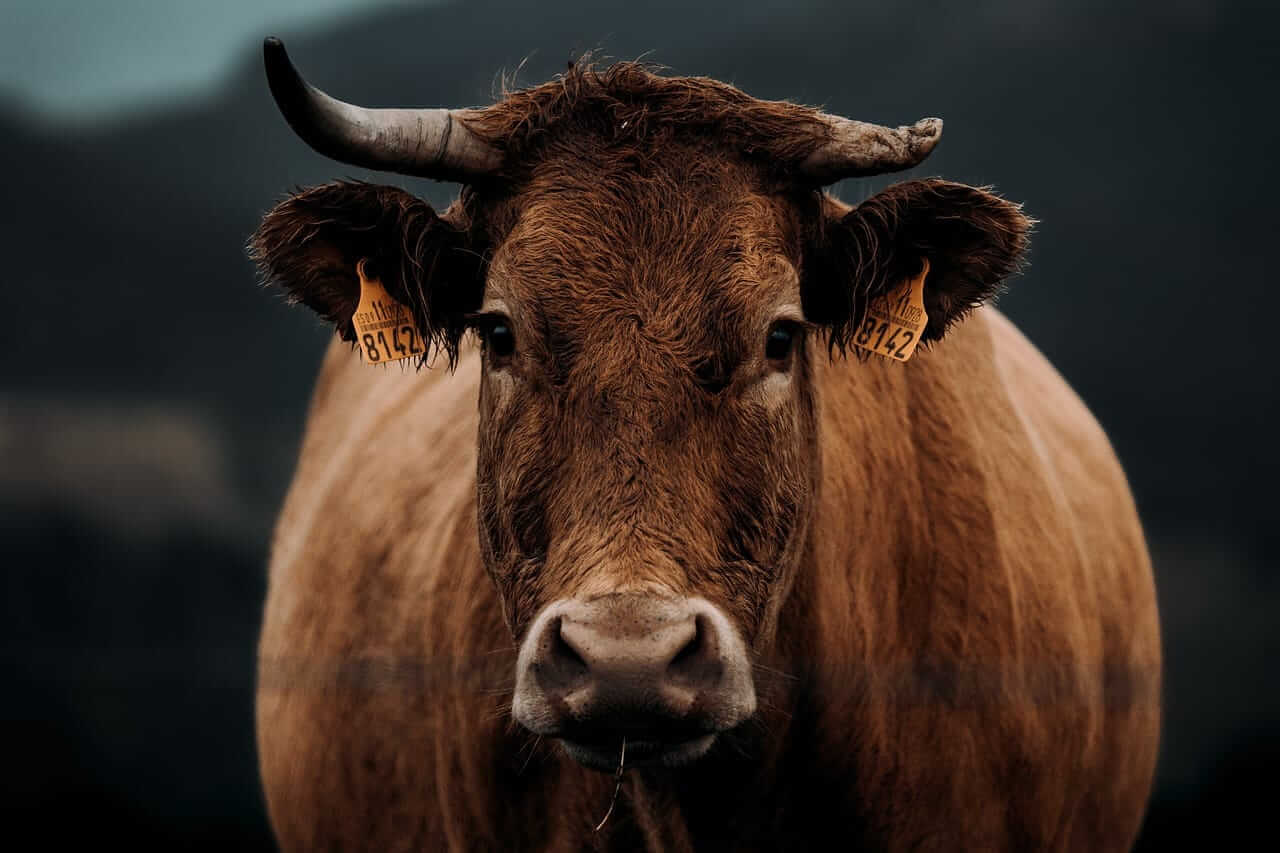 Cattle Powering Higher on Monday