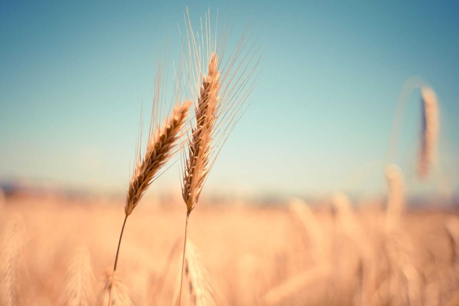 Wheat Bouncing Higher on Wednesday