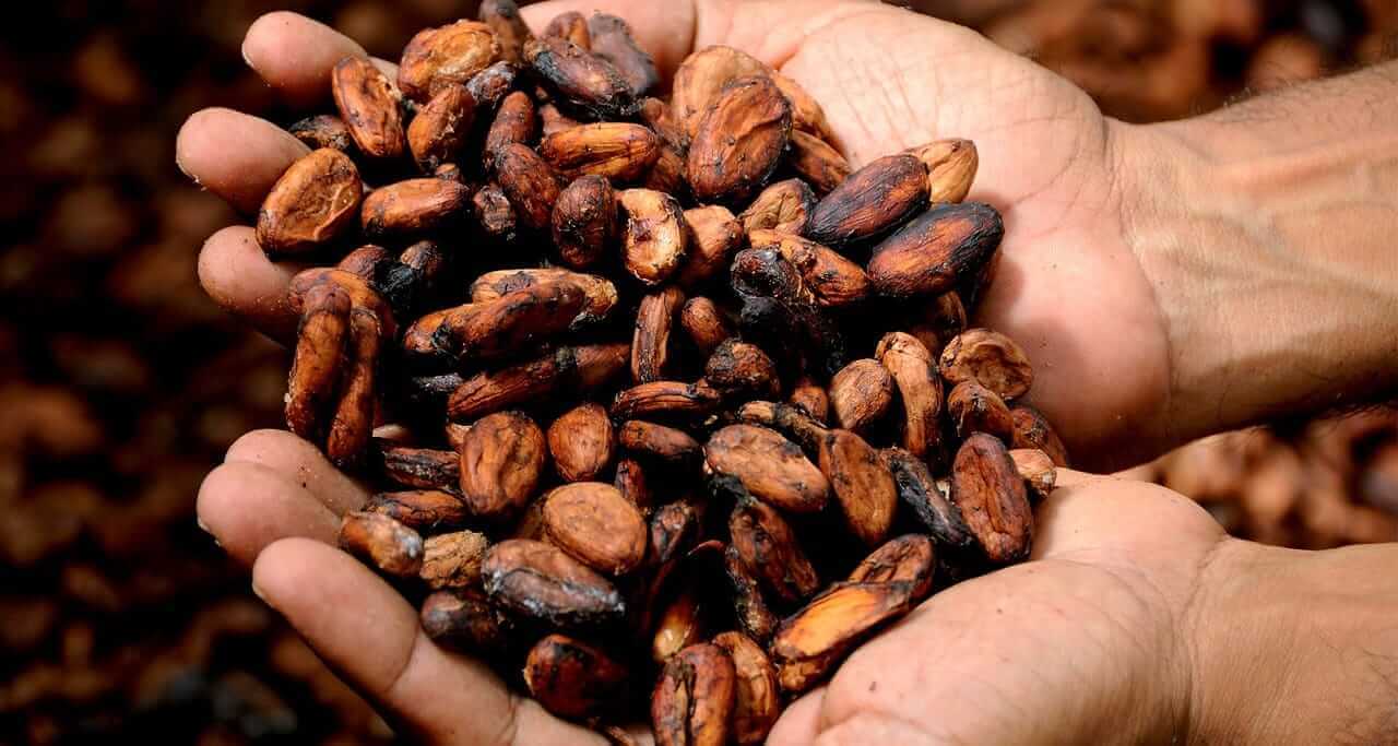 Cocoa Prices Sharply Lower as Supplies Increase and Demand Falters