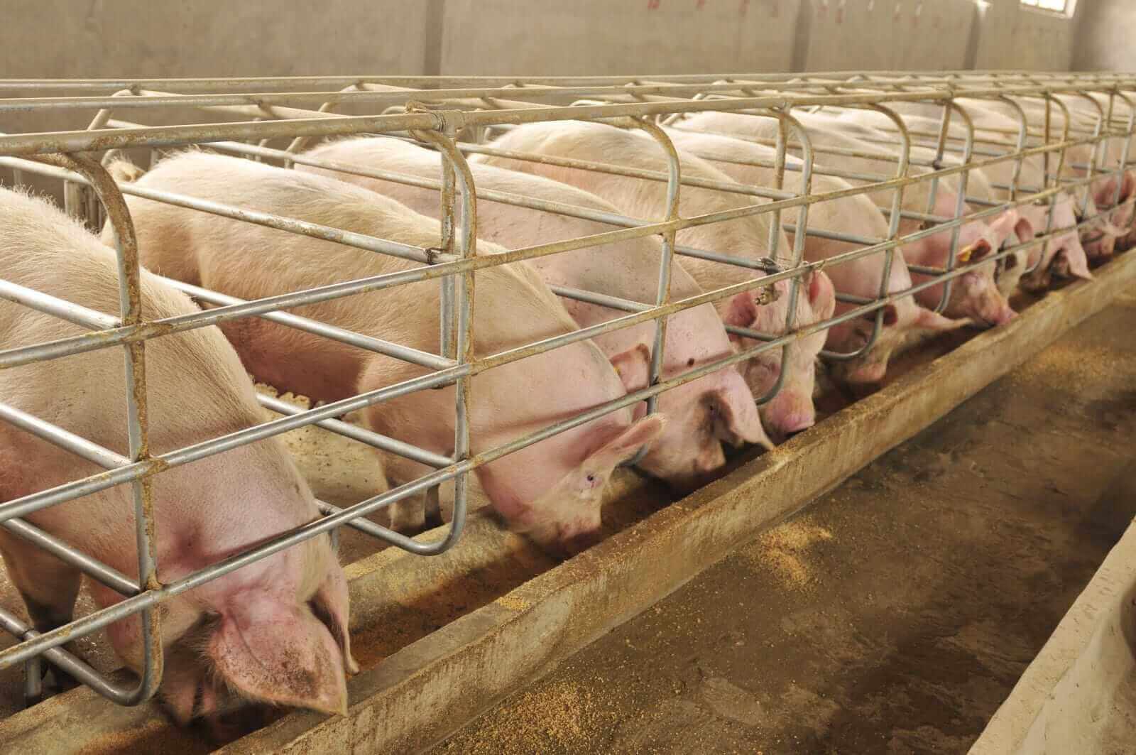 Livestock Futures Bears Are Growling with Lean Hog Prices Leading the Downside