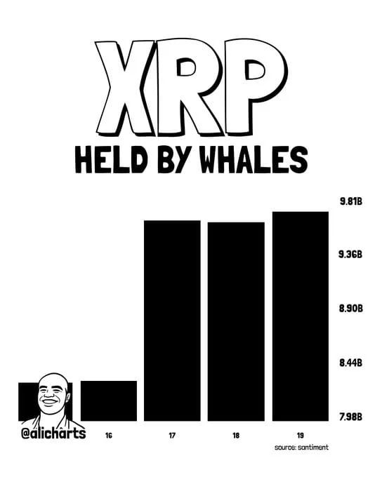 XRP whale accumulation chart