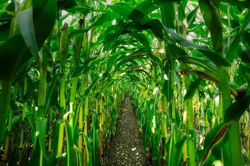 Corn Falling at Tuesday’s Midday