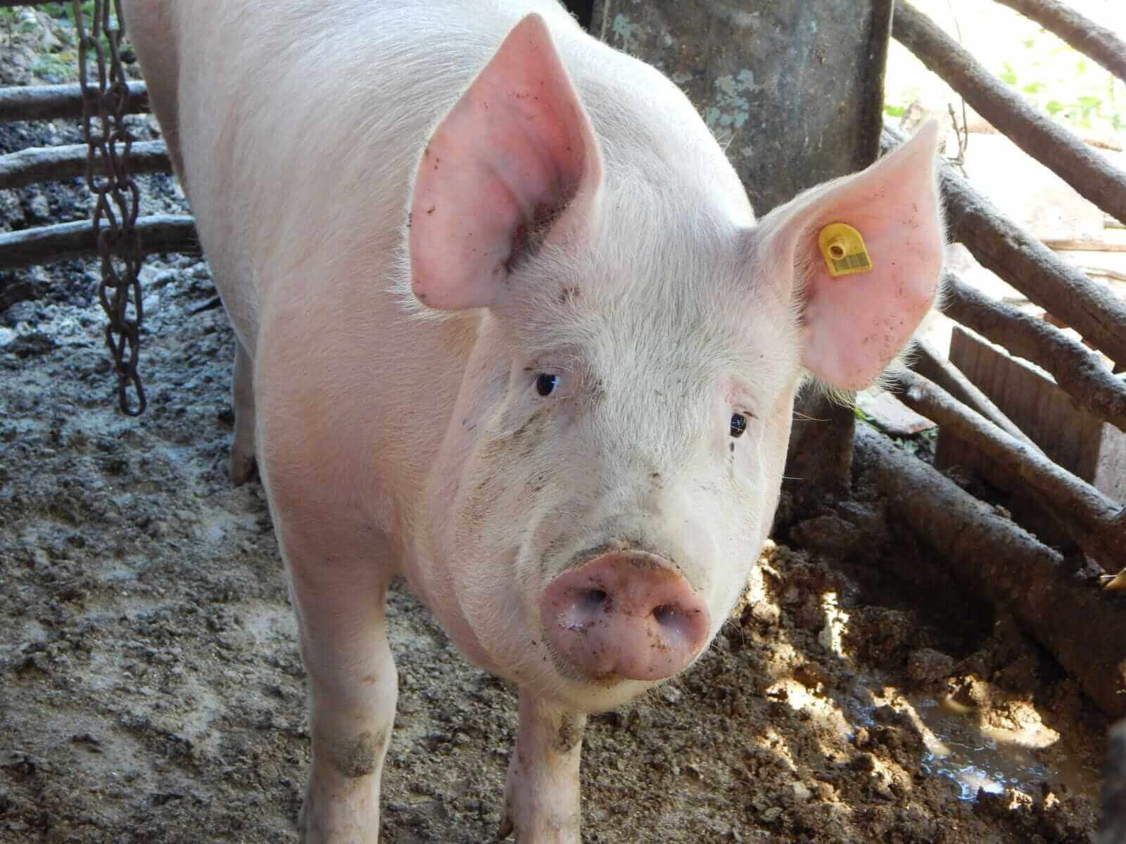 Where Are Hog Futures Heading During the 2026/2027 Offseason?